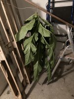 IMG_1387.jpeg