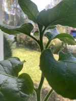 IMG_1427.jpeg
