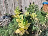 IMG20241016151929.jpg IMG20241016151929.jpg