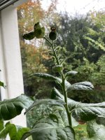 IMG_1645.jpeg