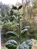 IMG_1644.jpeg