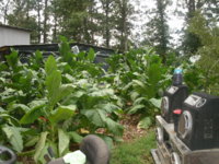harvesting 006.JPG