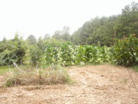 HANGING SHED 008.JPG