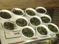 seedlings.jpg