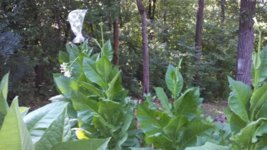 IMG_20130810_160313_046.jpg