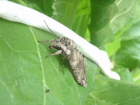 peppers and moth 006.JPG