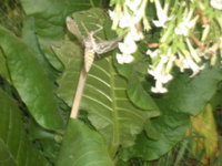 peppers and moth 009.JPG