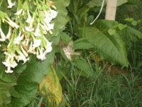 peppers and moth 008.JPG