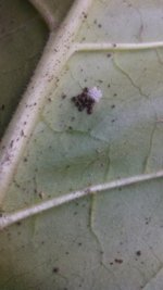 IMG_20130811_145256_857.jpg