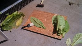 IMG_20130811_101806_084.jpg