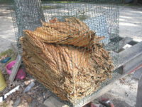 baccer in a cage 004.JPG