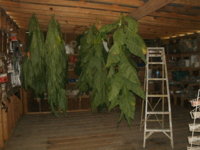 hanging shed 2 003.JPG