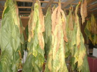 hanging shed 2 004.JPG