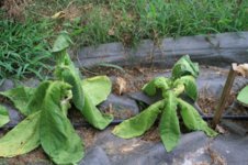Wilted3.jpg Wilted3.jpg