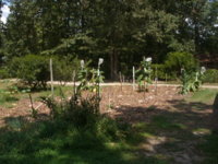 big shed pics 011.JPG