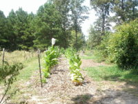 big shed pics 012.JPG