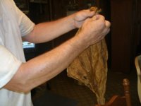stripping leaf 001.JPG