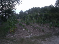 Boots n Bacco 015.JPG