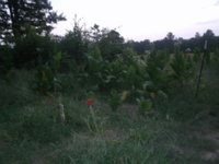 Boots n Bacco 016.JPG