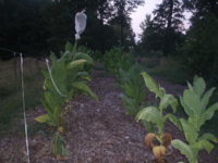 Boots n Bacco 019.JPG