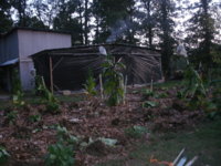 growing and drying 009.JPG