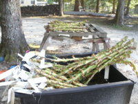 growing and drying 010.JPG