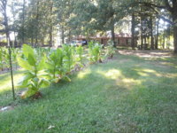 growing and drying 011.JPG