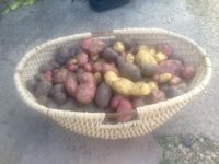 Tatties.jpg Tatties.jpg