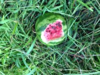 photo_4 melon.jpg