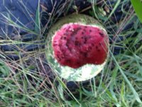 photo_3 melon.jpg