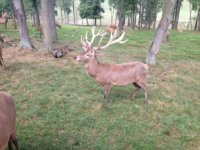 photo deer.jpg