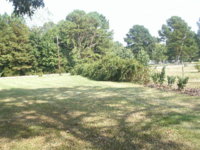 rosebush 002.JPG