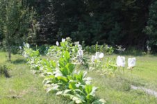 lower grow out 2.jpg lower grow out 2.jpg