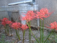 spiders and  baccer 009.JPG