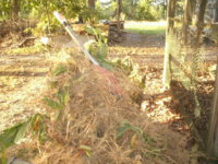 spiders and  baccer 012.JPG