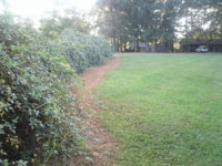 front yard 005.JPG