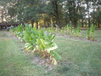 front yard 006.JPG