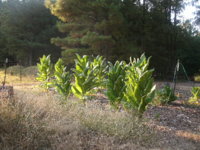 front yard 007.JPG