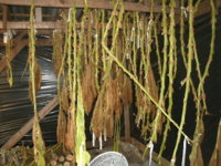 Tobacco room 005.JPG