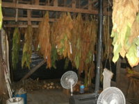 hangin' bacco 2 004.JPG