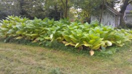 bacca 2013 se.jpg bacca 2013 se.jpg