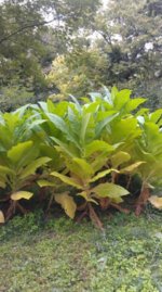 bacca 2013 bottom.jpg bacca 2013 bottom.jpg