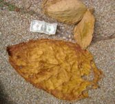 Southern Beauty Tasova.jpg