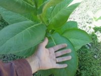 Tobacco 07 26 2013 006.jpg