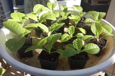 15 KY17 plants (1).jpeg