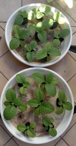 baccy plants.jpeg
