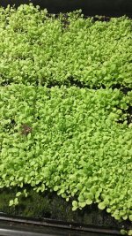 Oregon tobacco farmer: @Oregontobaccoplants | Fair Trade Tobacco