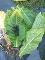 Oregon tobacco farmer: @Oregontobaccoplants | Fair Trade Tobacco