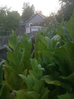 Oregon tobacco farmer: @Oregontobaccoplants | Fair Trade Tobacco