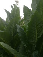 Oregon tobacco farmer: @Oregontobaccoplants | Fair Trade Tobacco